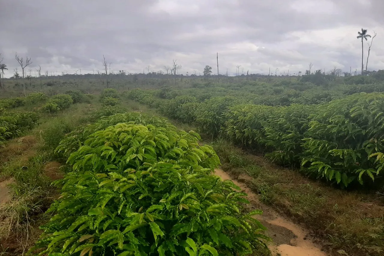 Rows of coffee trees in production on a member's property under an overcast sky.