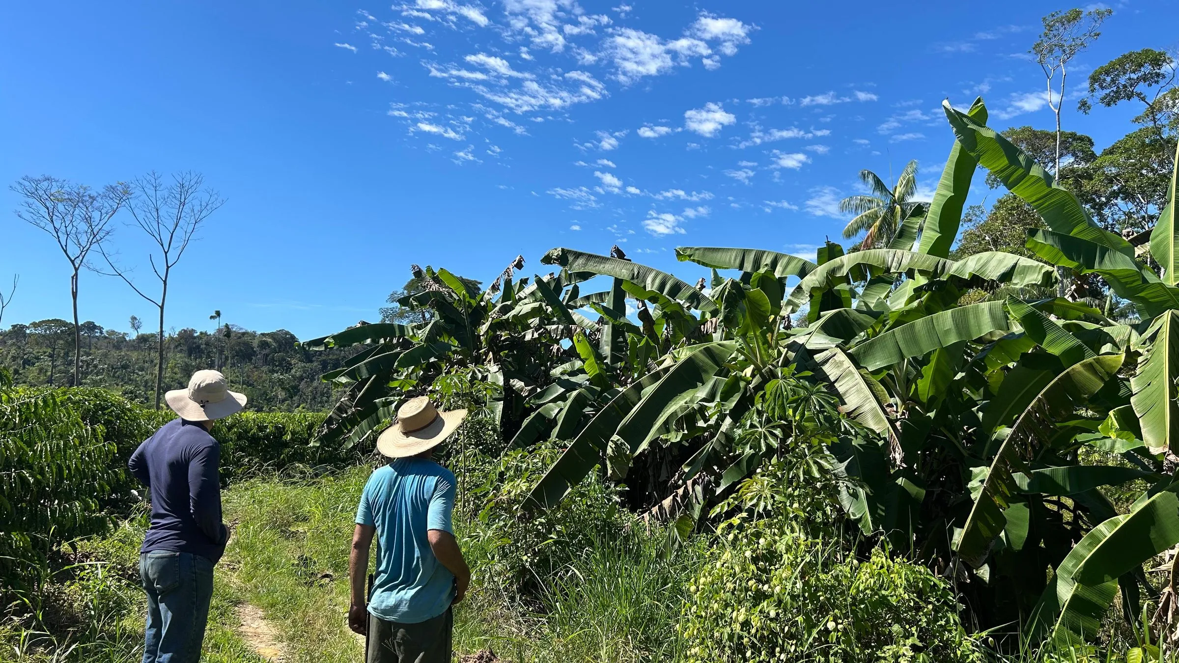 Coffee, banana plants and native trees growing together on a member's property, with two producers walking between them.