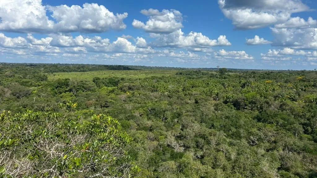 Continuous native forest canopy stretching to the horizon under a blue sky in northwestern Mato Grosso.